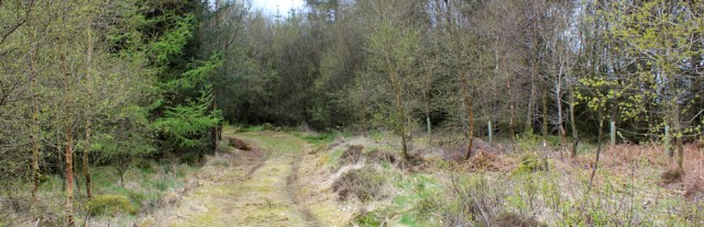 33 track through woods, Ruth's coastal walk, Dalbeattie, Scotland