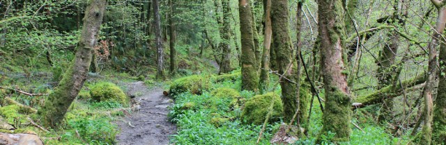 33 woods above Creetown, Ruth's coastal walk