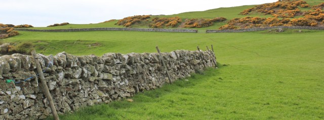 34 grazing fields near Brighouse Bay, Ruth hiking from Kirkcudbright, Scotland
