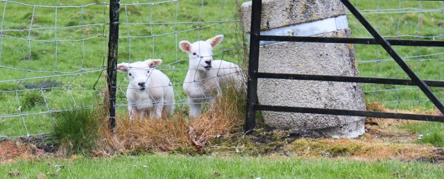 34 lambs, Orshardton Tower, Ruth hiking in Dumfries and Galloway