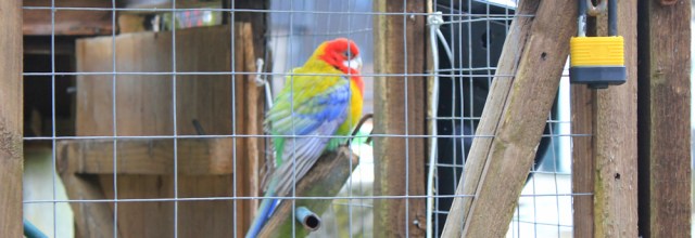 34 parrot in cage, Cally Mains, Ruth hiking up Fleet Bay