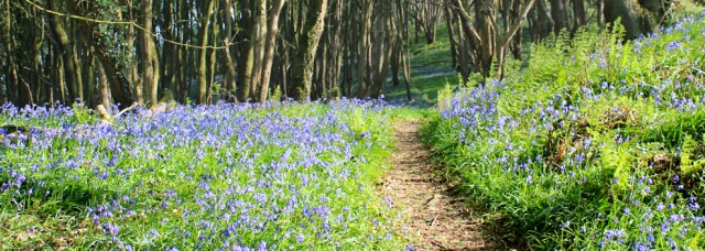 34 path among bluebells, walking the coastal path to Garlieston, Ruth hiking in Scotland
