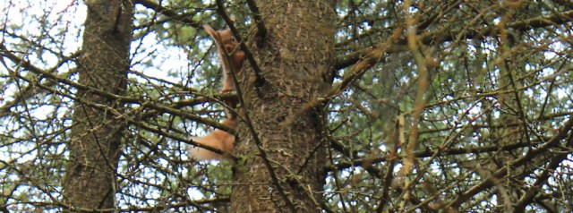 34 red squirrel, Ruth's coastal walk, Dalbeattie, Scotland