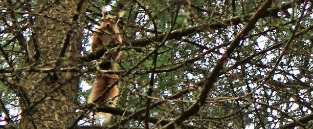 35 more red squirrels, Ruth's coastal walk, Dalbeattie, Scotland