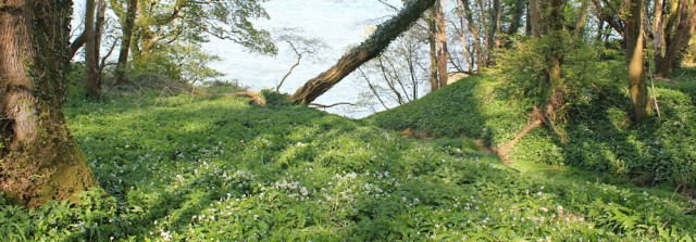 35 wild garlic, Ruth's coastal walk, Dumfries and Galloway, Scotland