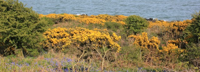 37 gorse and bluebells, Ruth walking to Garlieston Bay, Scotland