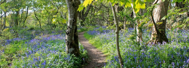 38 Shore Wood, Garlieston, RUth hiking in The Machars, Galloway, Scotland