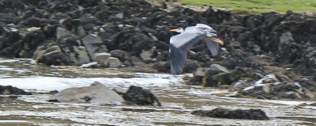 39 heron in Brighouse Bay, Ruth Livingstone