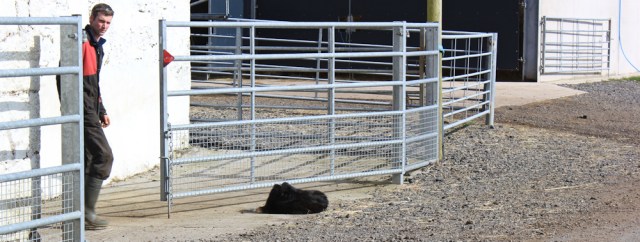 43 Collie at Farhills farm, Ruth's coast walk, Dumfries and Galloway