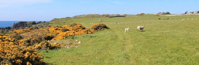 02 stock grazing, Isle of Whithorn, Ruth walking the coast of Galloway, Scotland