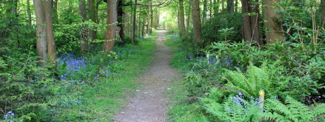 03 footpath through Ardwell House woodlands, Ruth hiking The Rhins, Galloway