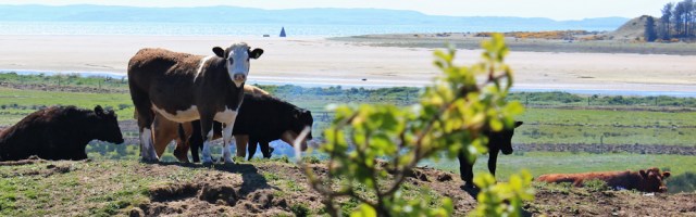 06 cows on steaming compost, Ruth walking the Galloway coast, Scotland