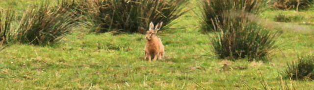 06 hare in field, Ruth's coastal walk, Galloway, Scotland