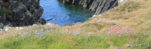 06 thrift on the cliffs, Ruth walking the coast in Dumfries and Galloway, Scotland