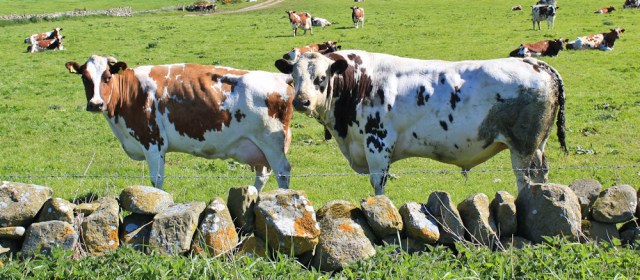 07 amorous bull, Ruth's coastal walk, The Rhins, Scotland