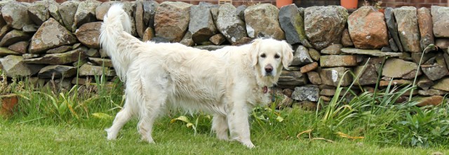 07 retriever dog, Ruth's coastal walk, Galloway, Scotland