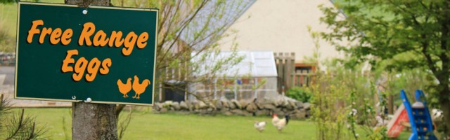 09 free range eggs, Ruth walking the Scottish Coast