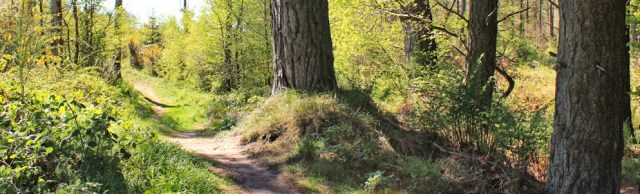 09 into the Torrs Warren Plantation, Ruth walking the Galloway coast, Scotland