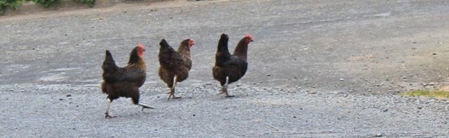 10 free range chickens, Ruth's coastal walk, Galloway, Scotland