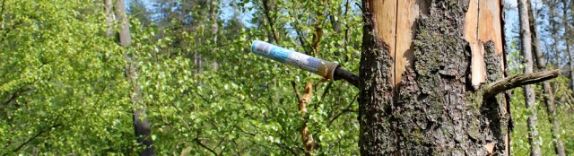 11 signs in the trees, one, Ruth walking the Galloway coast, Scotland