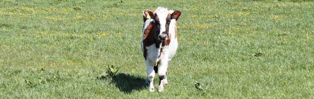 11 skinny cow, Ruth's coastal walk, The Rhins, Scotland