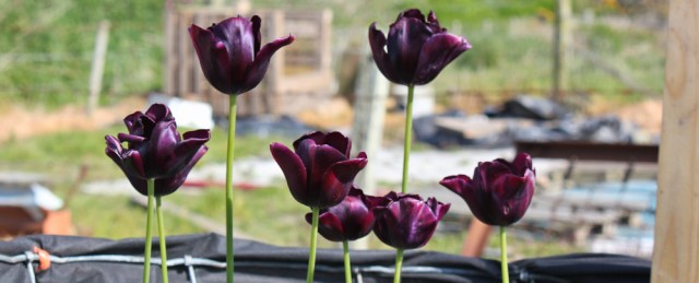 12 black tulips, Ruth Livingstone