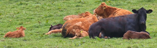 12 cows and calves, Ruth's coastal walk, The Rhins, Galloway