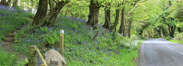 12 Longrigg Plantation, Ruth walking the Mull of Galloway Trail, Scotland