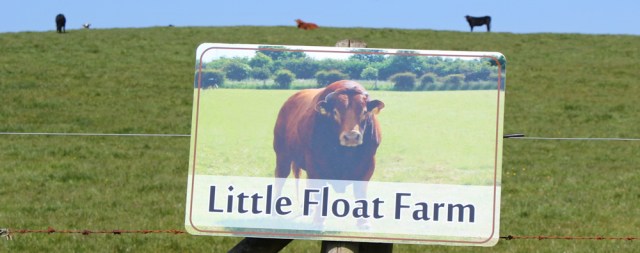 13 Little Float Farm bull, Ruth hiking through The Rhins, Galloway, Scotland