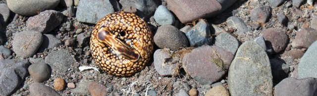 14 snake, or tea pot lid, Ruth Livingstone, hiking in Scotland