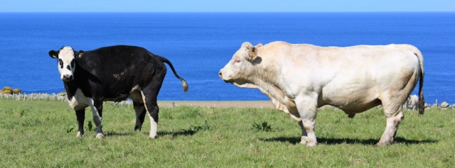 15 another amorous bull encounter, Ruth's coastal walk, The Rhins, Scotland