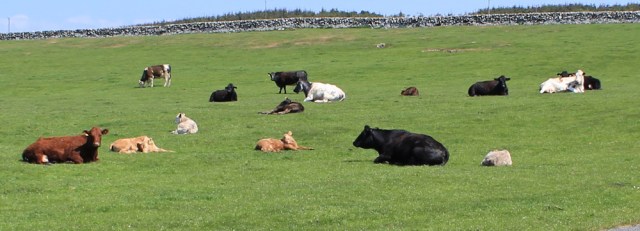 15 cows and calves, Ruth's coastal walk, Galloway, Scotland
