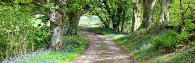 15 Lonrigg Platntation, Ruth walking the Mull of Galloway Trail, Scotland