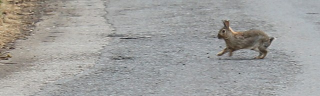 16 rabbit, Ruth's coastal walk, The Rhins, Galloway