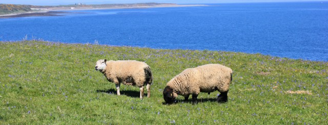 17 rams, Ruth walking the Mull of Galloway Trail, Scotland