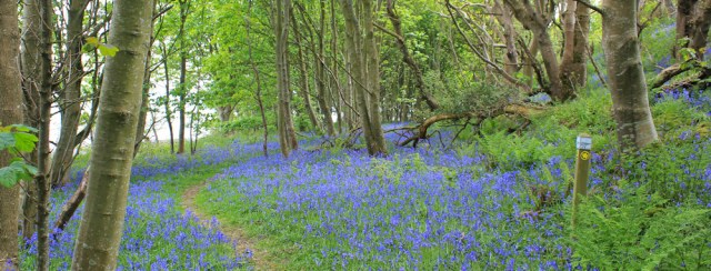 18 bluebell woods,Ruth hiking the Mull of Galloway Trail, Scotland