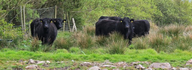 19 black cows, Ruth's coastal walk, The Rhins, Galloway