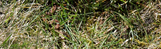 20 adder, Ruth walking the Galloway coast, Scotland