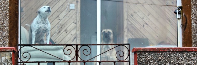 20 barking dogs, Ruth's coastal walk, The Rhins, Galloway