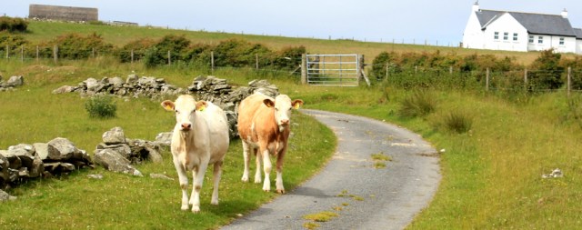 21 heifers, Little Laight Hill, Ruth's coastal walk