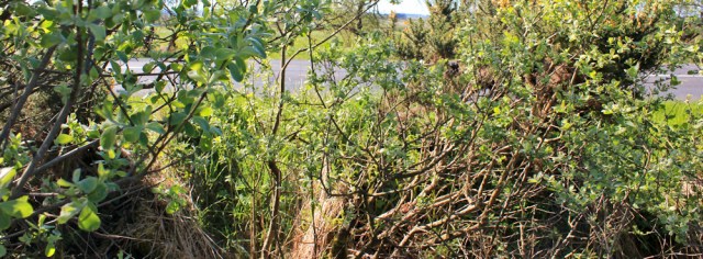 21 road, Ruth walking the Galloway coast, Scotland
