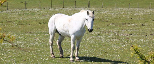 21 white horse, Ruth's coastal walk, Galloway, Scotland