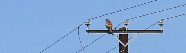 22 buzzard on telegraph pole, Ruth hiking through The Rhins, Galloway, Scotland