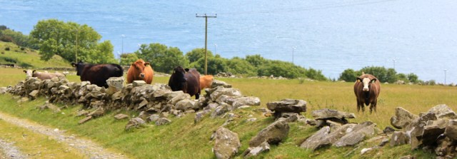 22 cattle on Little Laight Hill, Ruth hiking the Scottish Coast