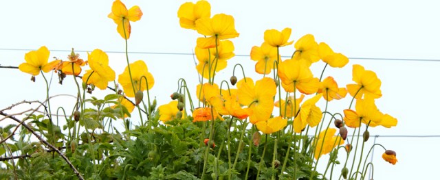 22 yellow poppies, Ruth's coastal walk, The Rhins, Galloway