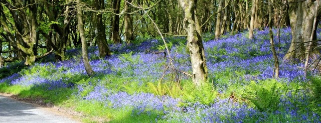 23 bluebell woods, Ruth's coastal walk, Galloway, Scotland