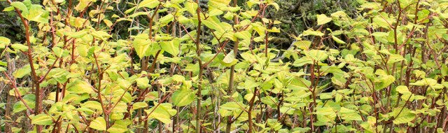 23 Japanese Knotweed, Ruth's coastal walk, The Rhins, Galloway