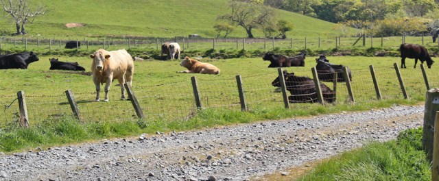 24 another bull, Ruth walking the coast in Dumfries and Galloway, Scotland