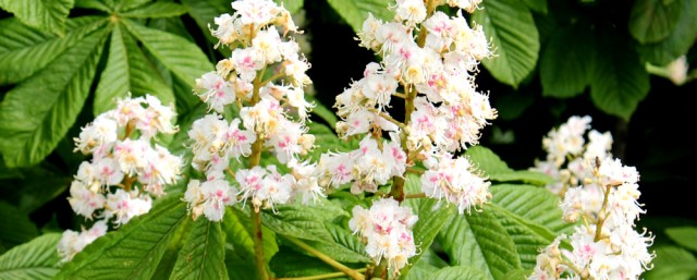 24 horse chestnut blossom, Ruth's coastal walk, The Rhins, Galloway