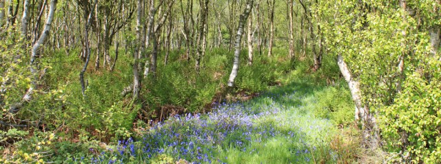 25 bluebell woods, Ruth walking from Logan Mains to Ardwell